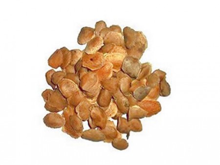 SEMENTE DE SUCUPIRA - R$ 9,99